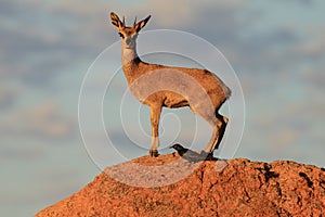 Klipspringer male on a rock