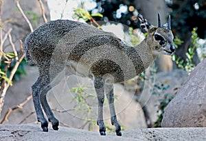 Klipspringer, Oreotragus oreotragus