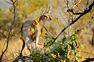 Klipspringer (Oreotragus oreotragus)