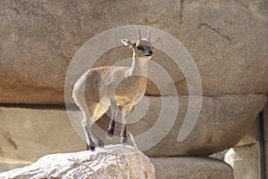 Klipspringer - Oreotragus oreotragus