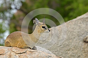 Klipspringer (Oreotragus oreotragus)