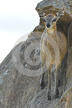 Klipspringer (Oreotragus oreotragus)