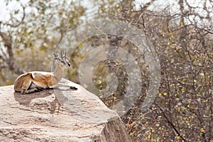 Klipspringer (Oreotragus oreotragus)