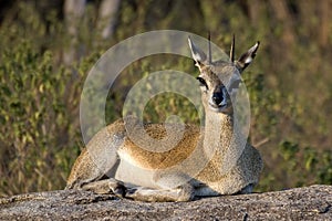 Klipspringer [Oreotragus oreotragus]