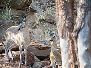 Klipspringer, Oreotragus oreotragus. Madikwe Game Reserve, South Africa