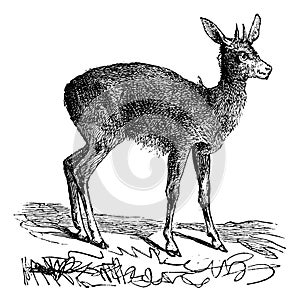 Klipspringer, Oreotragus Saltatrix or Oreotragus oreotragus vintage engraving photo