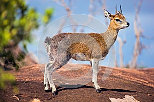 Klipspringer on rock. Serengeti, Tanzania, Africa