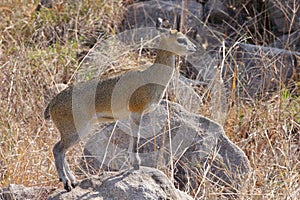 Klipspringer standing on a rock