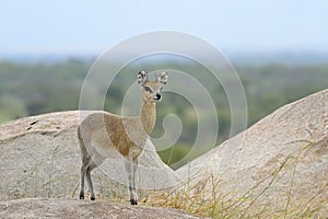 Klipspringer