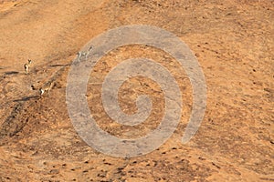 Klipspringer standing on rocks.
