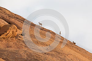 Klipspringer standing on rocks.