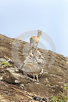 Klipspringers (Oreotragus oreotragus)