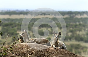 Klipspringers (Oreotragus oreotragus)