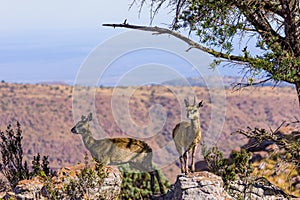 Klipspringers in wild nature