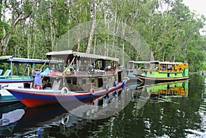 Klotok, river boats on Sekonyer river, Indonesia