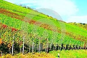 Klotten, Germany - 10 21 2020: Steep vineyards starting to change color in autumn