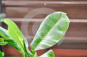 Kluai Tani Dang, Musa balbisiana Colla., Musa martini Van Geert or banana tree or bicolor banana