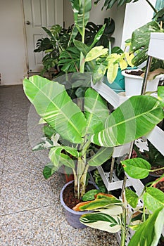 Kluai Tani Dang,Musa balbisiana Colla or Musa martini Van Geert or banana tree or tricolor banana
