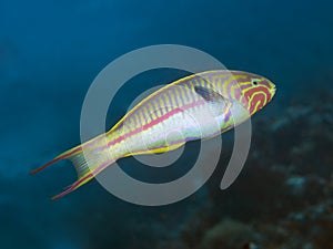 Klunzinger`s wrasse