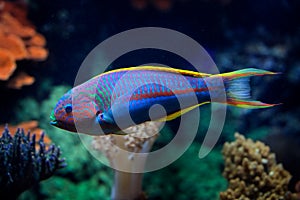 Klunzinger`s wrasse, Thalassoma rueppellii, also known as RÃ¼ppell`s wrasse,species of ray-finned fish. Blue fish in the ocean