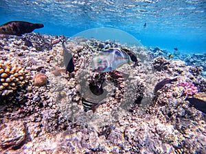 Klunzinger\'s wrasse (Thalassoma rueppellii) at coral reef of the Red Sea