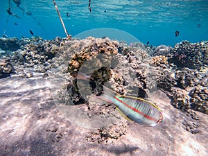 Klunzinger\'s wrasse (Thalassoma rueppellii) at coral reef of the Red Sea