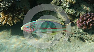 Klunzinger`s wrasse - Thalassoma rueppellii, Red Sea