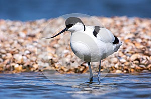 Kluut, Pied Avocet, Recurvirostra avosetta