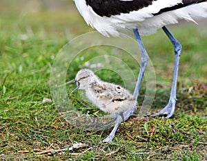 Kluut, Pied Avocet, Recurvirostra avosetta