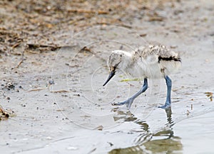 Kluut, Pied Avocet, Recurvirostra avosetta