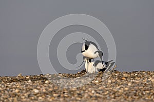 Kluut, Pied Avocet, Recurvirostra Avosetta