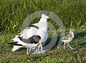 Kluut, Pied Avocet, Recurvirostra avosetta