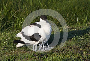 Kluut, Pied Avocet, Recurvirostra avosetta photo