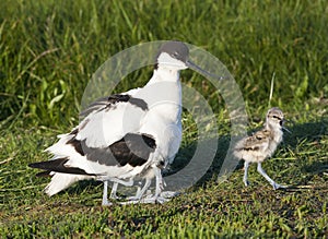 Kluut, Pied Avocet, Recurvirostra avosetta photo