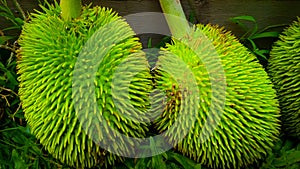 Kluwih Fruit (Artocarpus camansi)