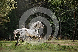 Knabstrup appaloosa horse trotting in a meadow