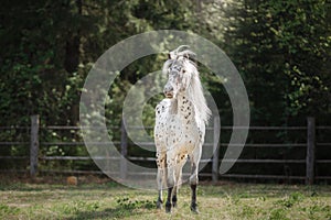 Knabstrup appaloosa horse trotting in a meadow