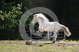 Knabstrup appaloosa horse trotting in a meadow