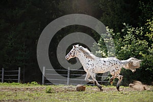 Knabstrup appaloosa horse trotting in a meadow