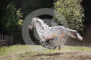 Knabstrup appaloosa horse trotting in a meadow