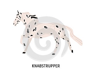 Knabstrupper horse flat vector illustration. Danish breed equine, pedigree hoss, unusual hair color horse. Equestrian