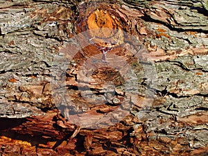 Knag in pine bark close-up, macro natural texture photo