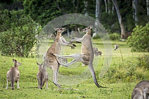 Kangaroo mid kick to another male kangaroo fight for dominance photo