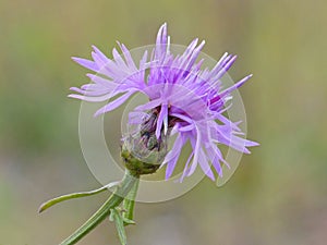 Knapweed 1