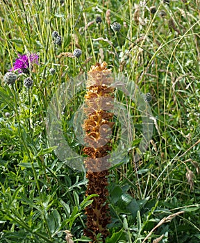 Knapweed Broomrape photo