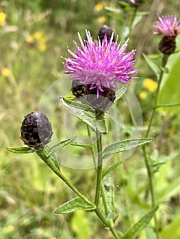 Knapweed in close up