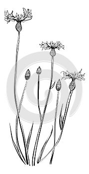 Knapweed flower. Bluets plant. Hand drawn centaury