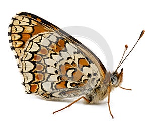 Knapweed Fritillary, Melitaea phoebe photo