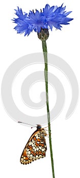 Knapweed Fritillary, Melitaea phoebe photo