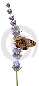 Knapweed Fritillary, Melitaea phoebe photo